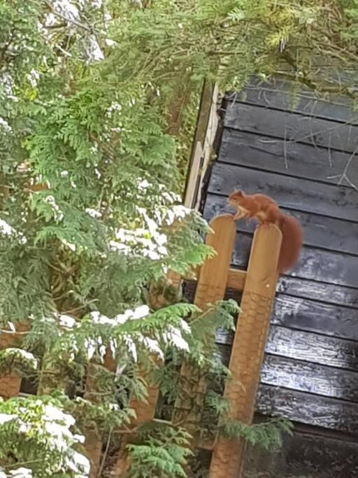 Mooi Chalet Met Grote Tuin Op Een 4 Sterren Park. Doornspijk Buitenkant foto
